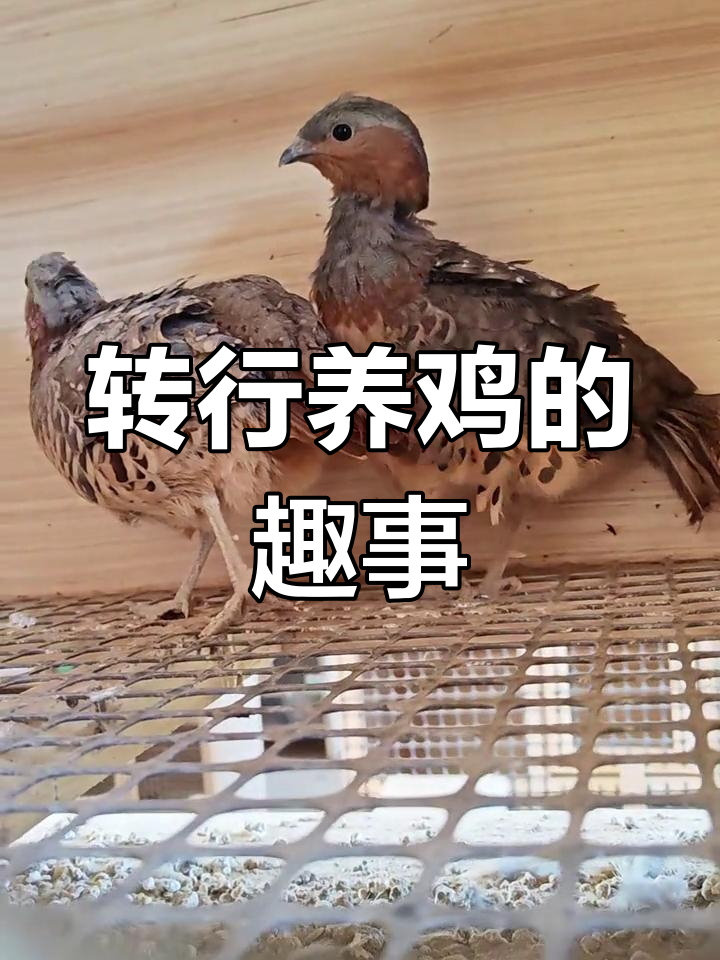 土木人转行养鸡,竹鸡苗搞笑日常