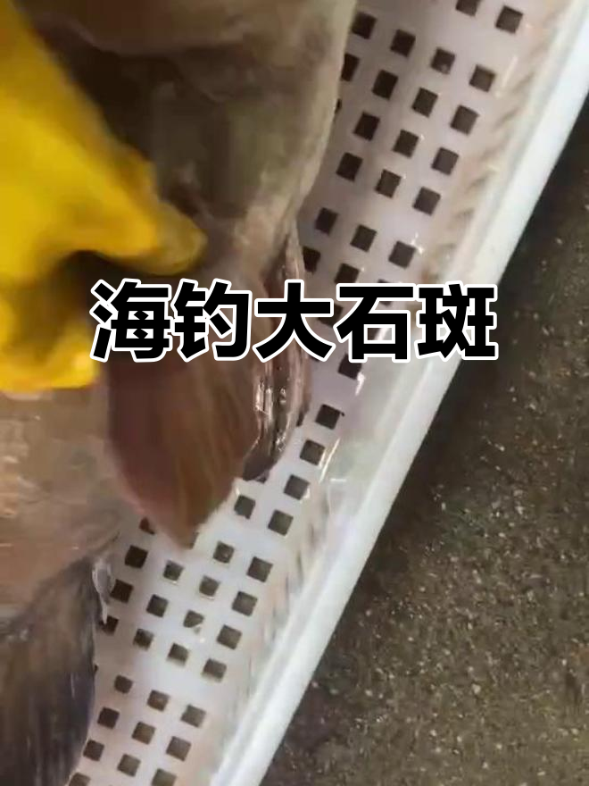 海钓大石斑鱼,二十斤野生美味来袭