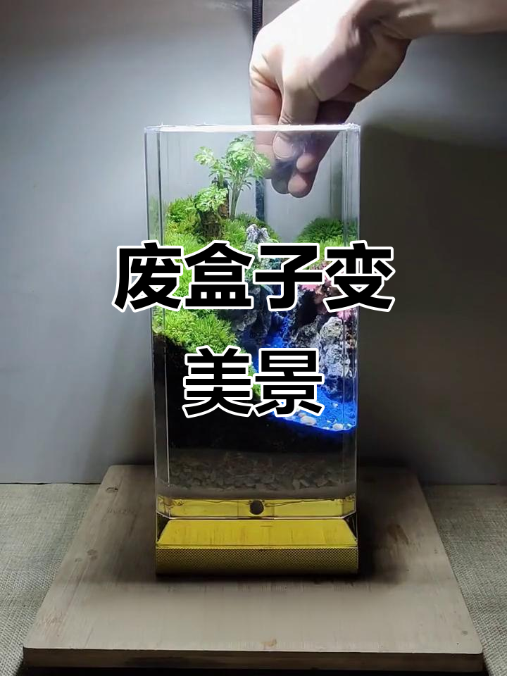 利用废酒盒打造生态微景观,水陆缸造景全攻略