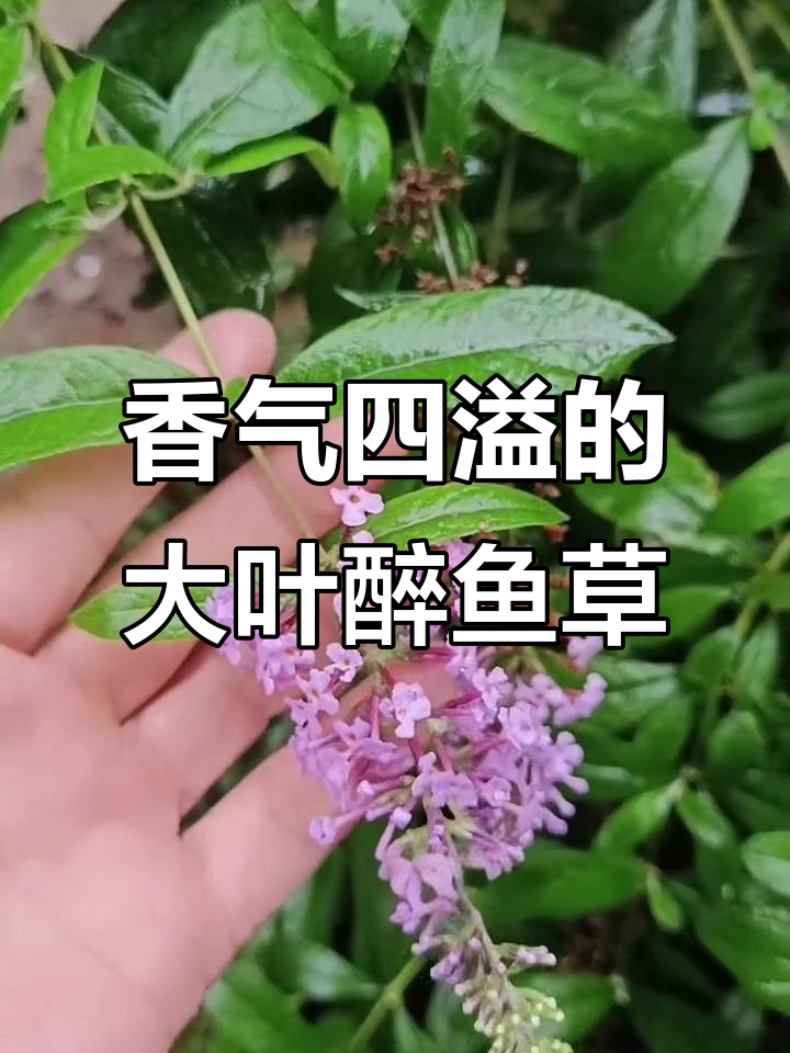 大叶醉鱼草：花香如桂，蜜蜂采蜜的秘密植物