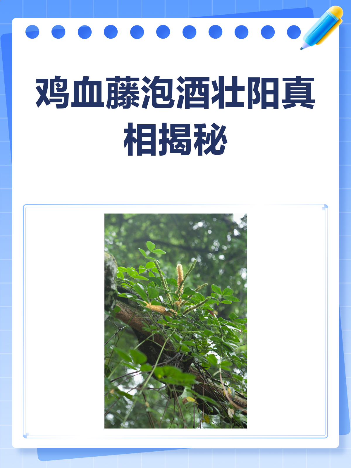 鸡血藤泡酒，壮阳传说大揭秘！