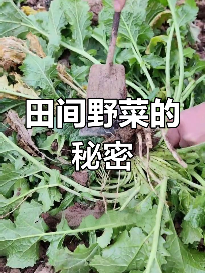 秋冬时节,野生芥末菜根茎粗壮