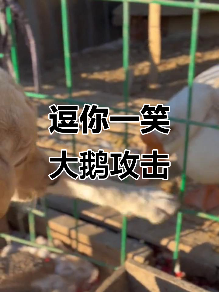 大鹅咬人,笑点满满!烦恼瞬间消失