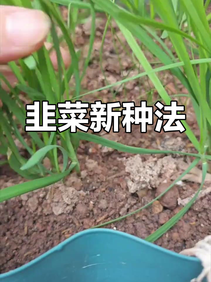 韭菜种子发芽,期待它们茁壮成长!