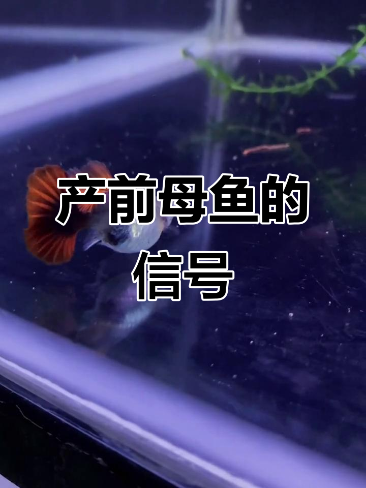 母鱼临产前会躲藏，观察时要正面看肚子和肛门