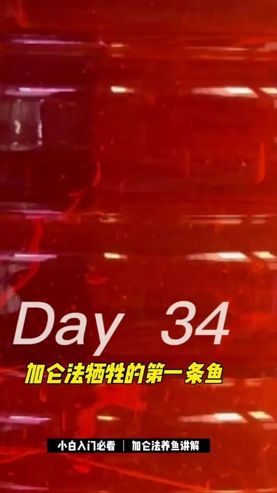 加仑法养鱼一个月 翻车了吗?雷龙鱼 黄金眼镜蛇雷龙 红帝王黑魔神 加仑法 养鱼日记
