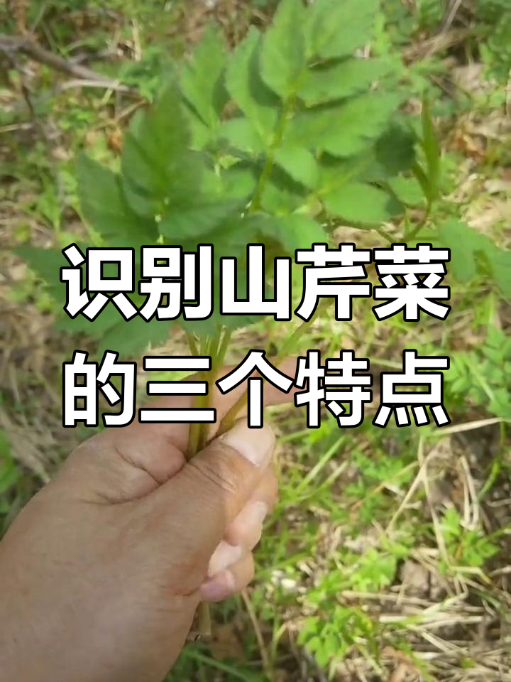 山芹菜三大特征:叶背发光、茎部紫色,香气浓郁
