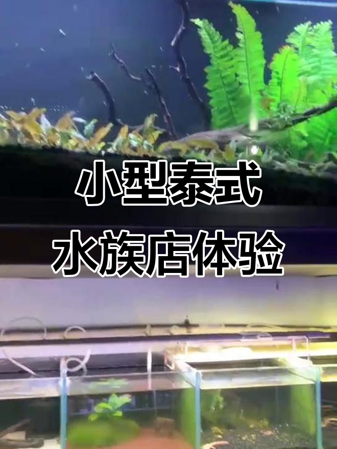 探访泰国兄弟经营的小型水族店,热带鱼种类丰富