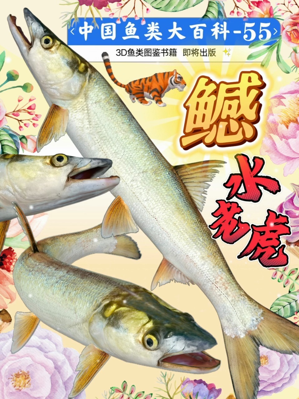 长江三兄弟~鳡鱼,鳤鱼,鯮鱼水老虎