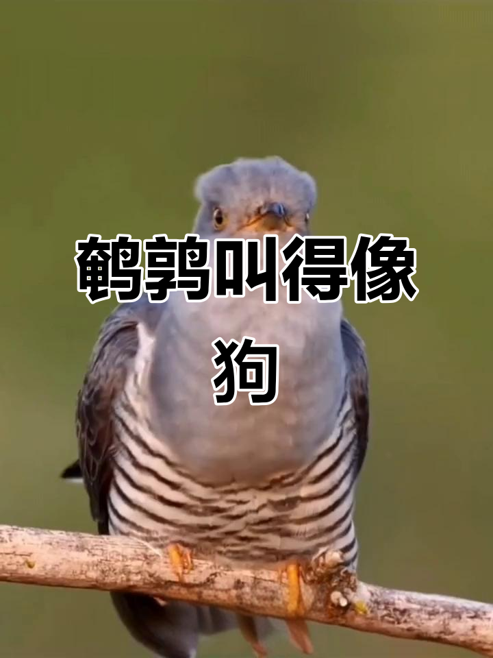 鹌鹑叫声竟然像狗,太有趣了!