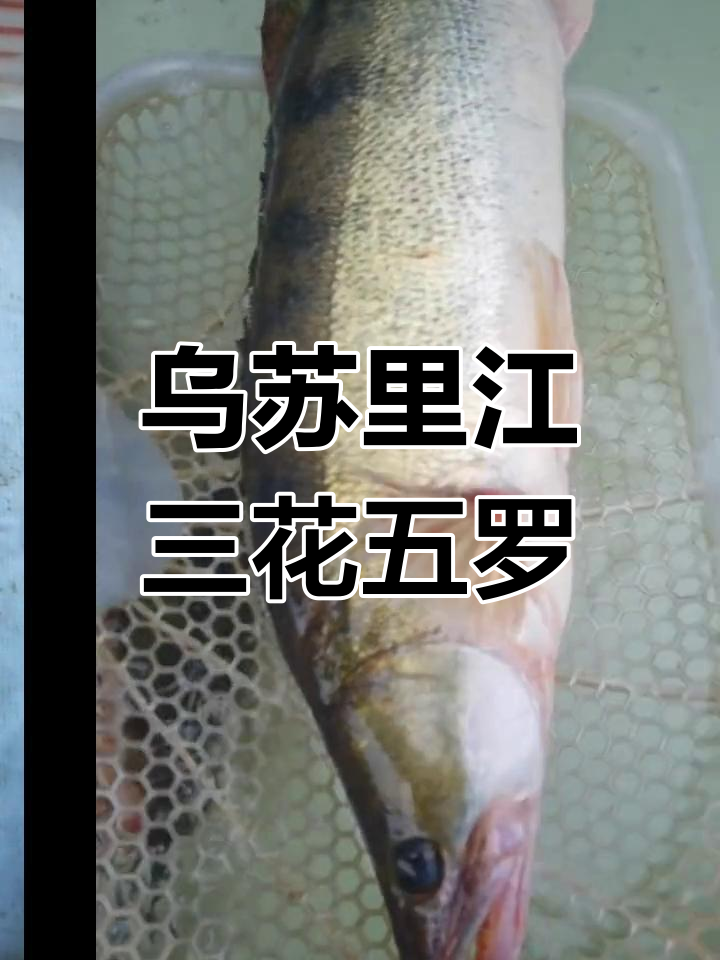 乌苏里江十八子鱼种全解析