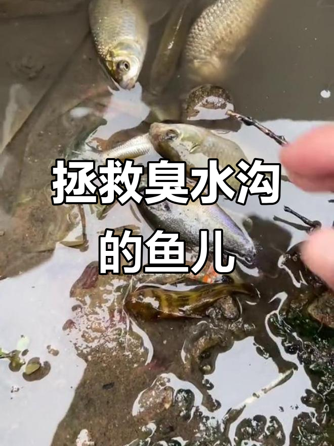发现臭水沟里的鱼，竟然被邻居丢弃！赶紧救它们回家