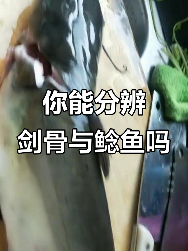 剑骨鱼和鲶鱼的“真假”大挑战,你能分清吗?