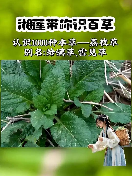 名叫荔枝草,却和荔枝没有一毛钱关系,虽然长得丑,作用却不小。这样的植物你认识吗 植物科普 