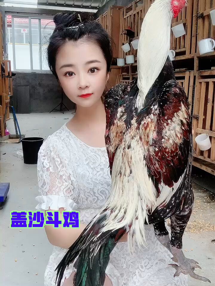 精品盖沙斗鸡