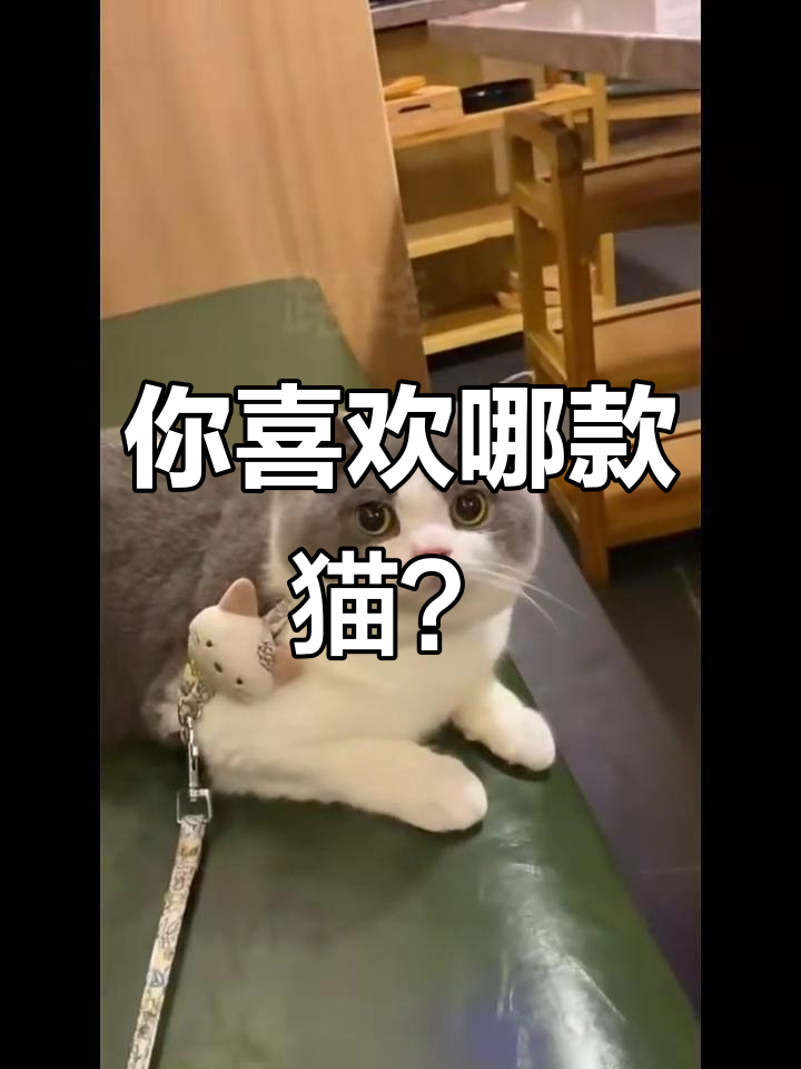 猫咪品种大揭秘,哪种最适合你?