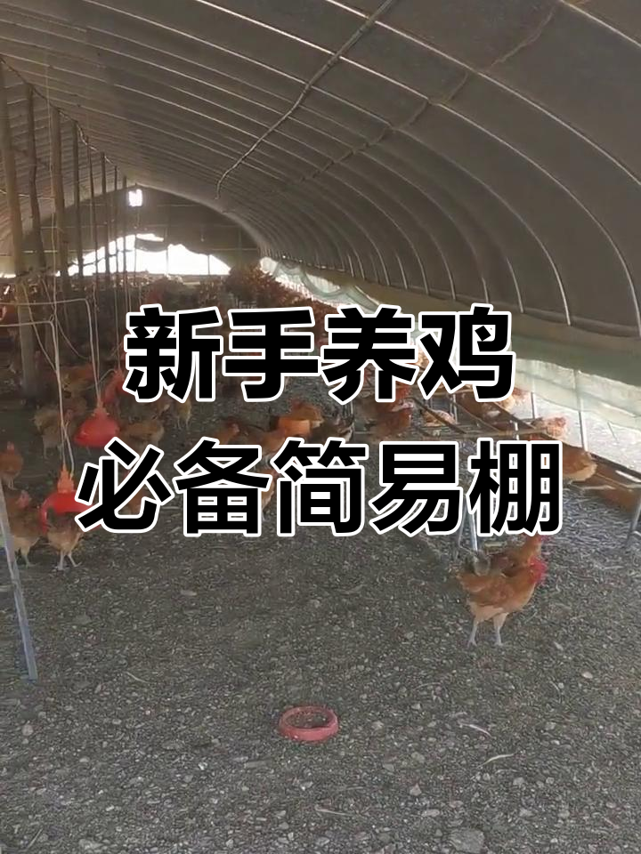 简易鸡棚搭建技巧,适合新手养鸡