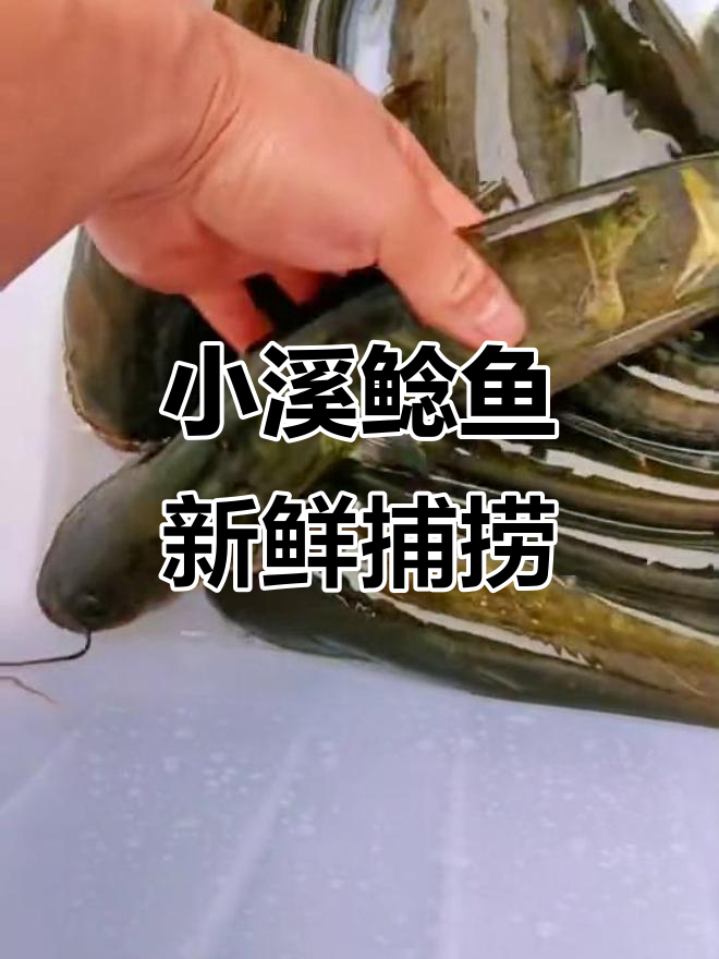 野生鲶鱼大揭秘：小溪吸水鲶，超鲜美！