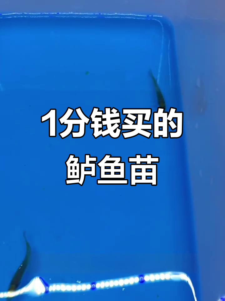 一分钱买三条鲈鱼苗,能养活吗?