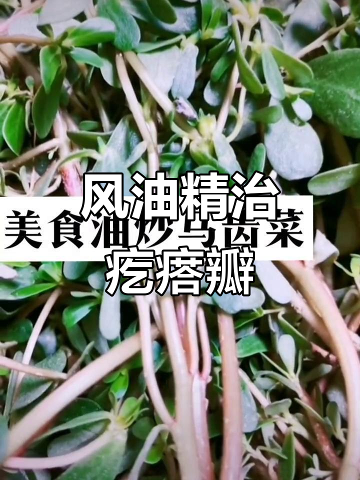 麻子菜加风油精,轻松搞定疙瘩瓣疼痛