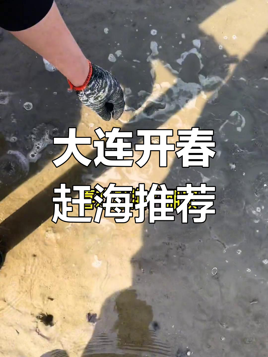 大连春季赶海攻略,泸沽虾多到爆