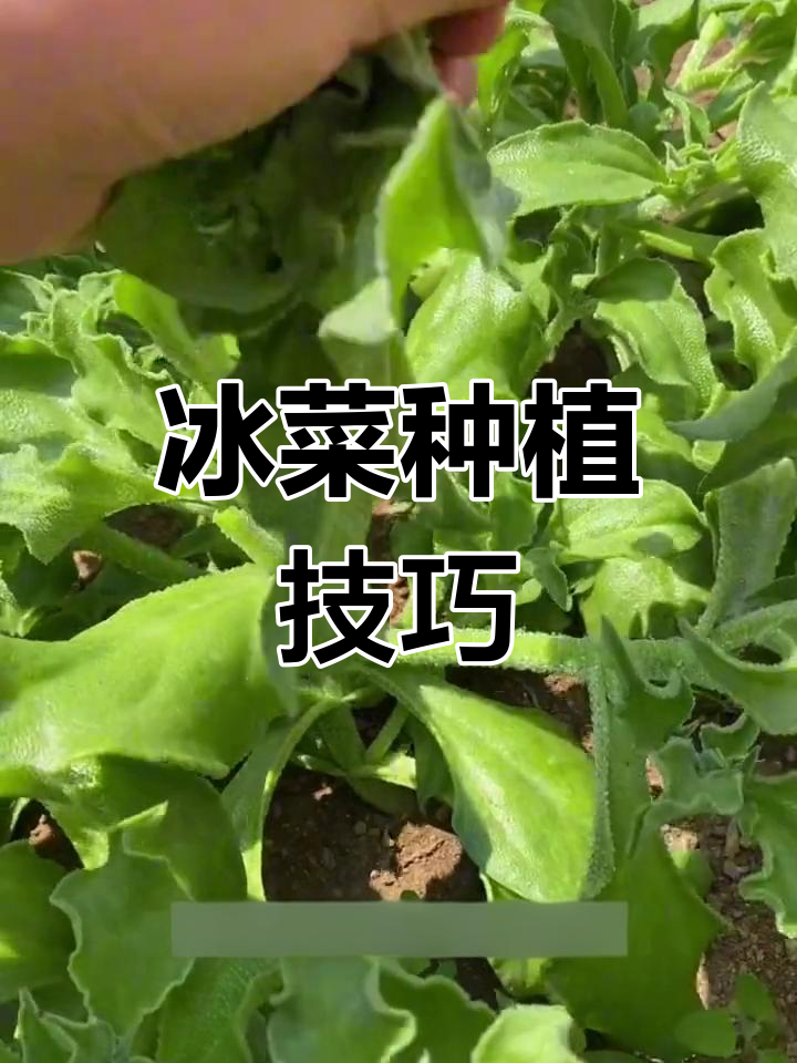 冰菜种植小窍门:土薄阴凉,等待发芽