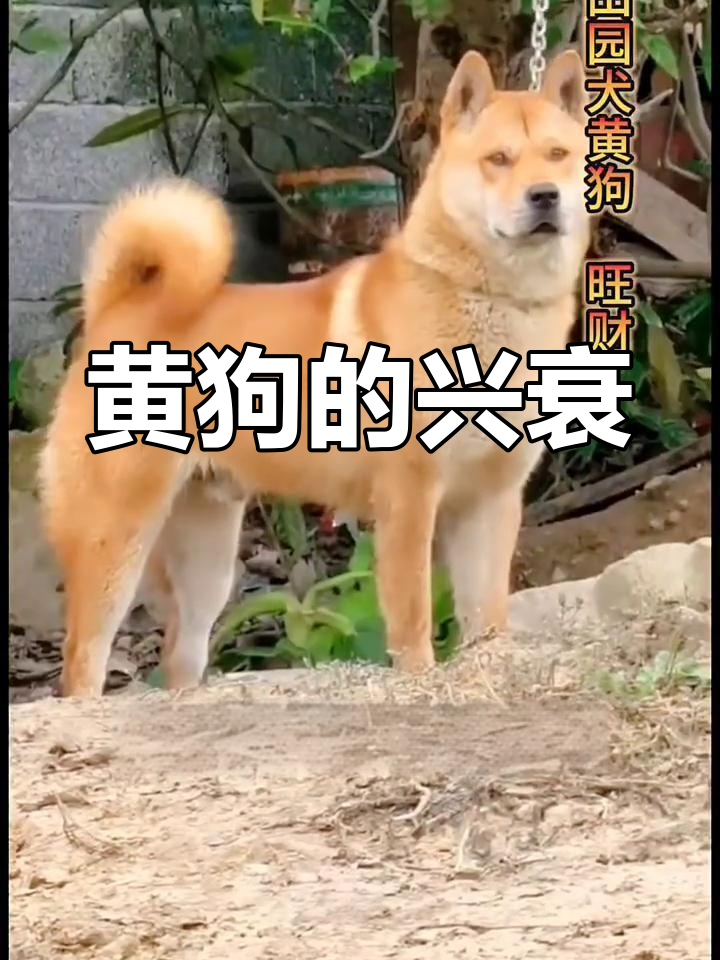 中华田园犬黄狗:曾经的辉煌与现在的困境