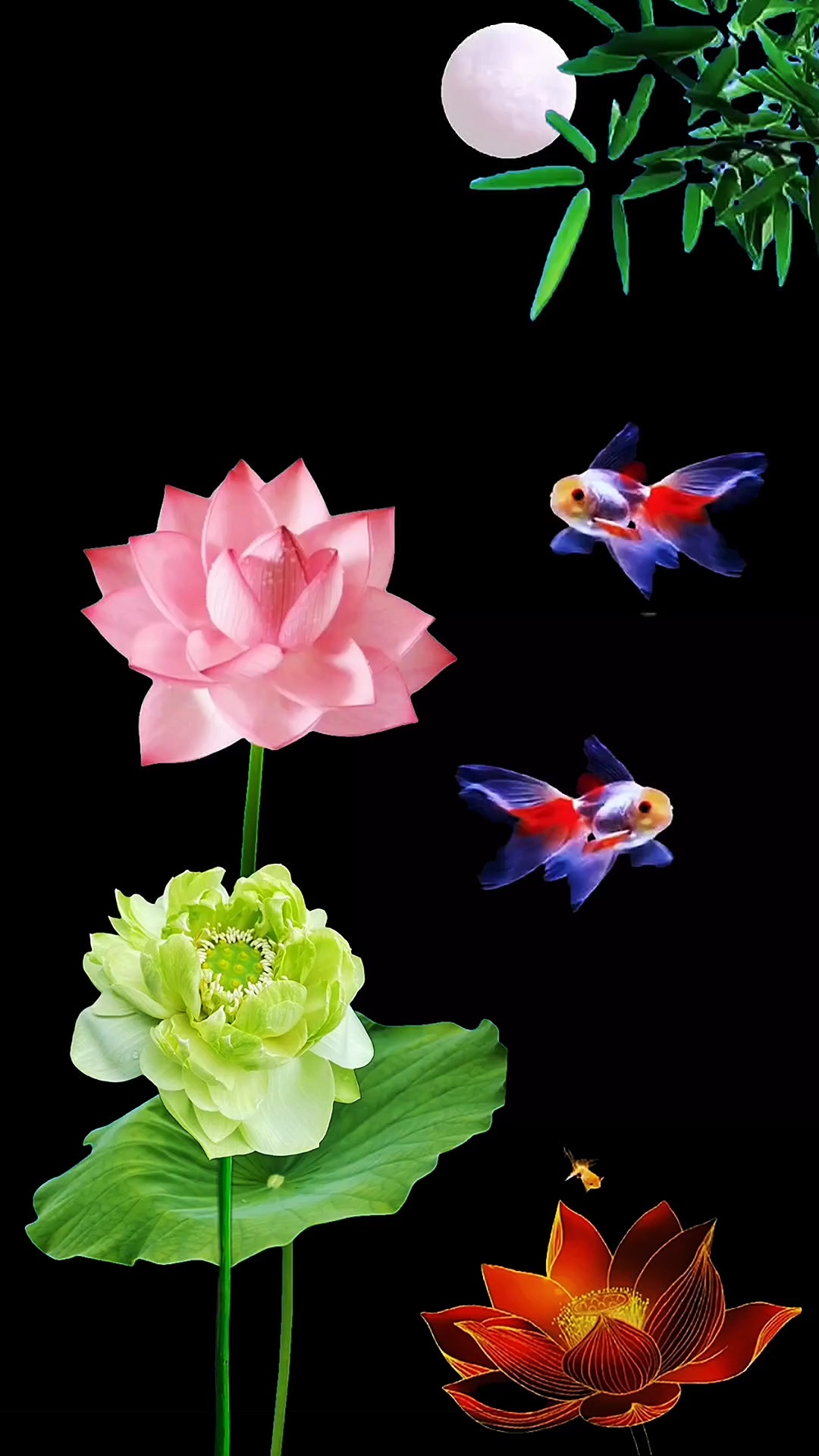 动态荷花