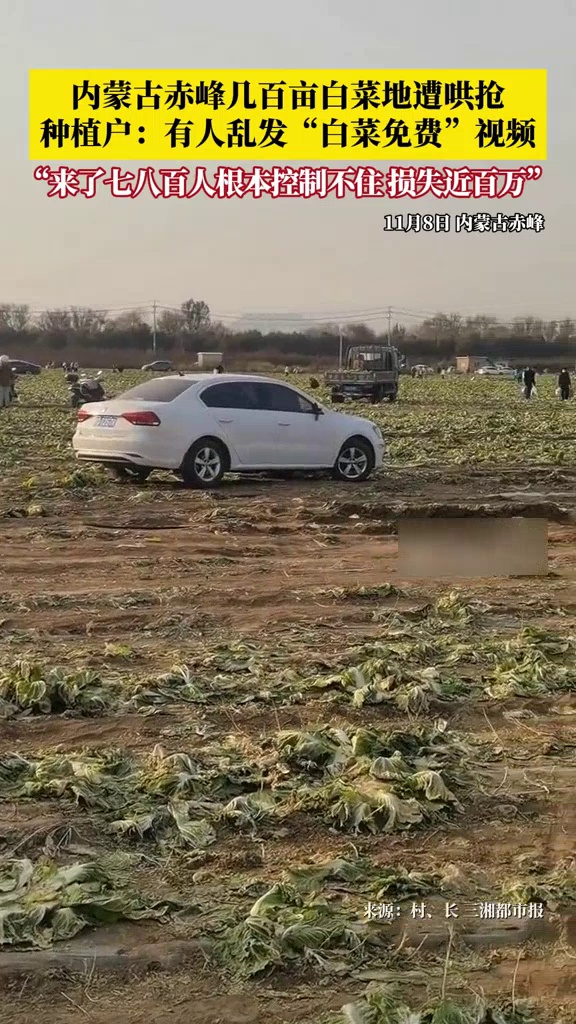 内蒙古赤峰菜农几百亩白菜遭哄抢,种植户:有人乱发“白菜免费”视频