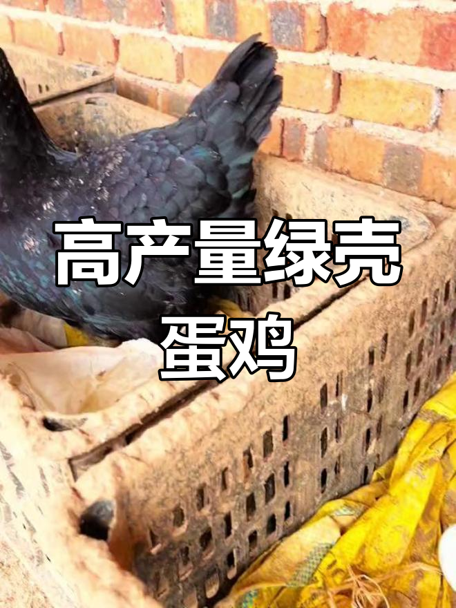 黑玉高厂绿壳蛋鸡,肉质与产量的双重优势