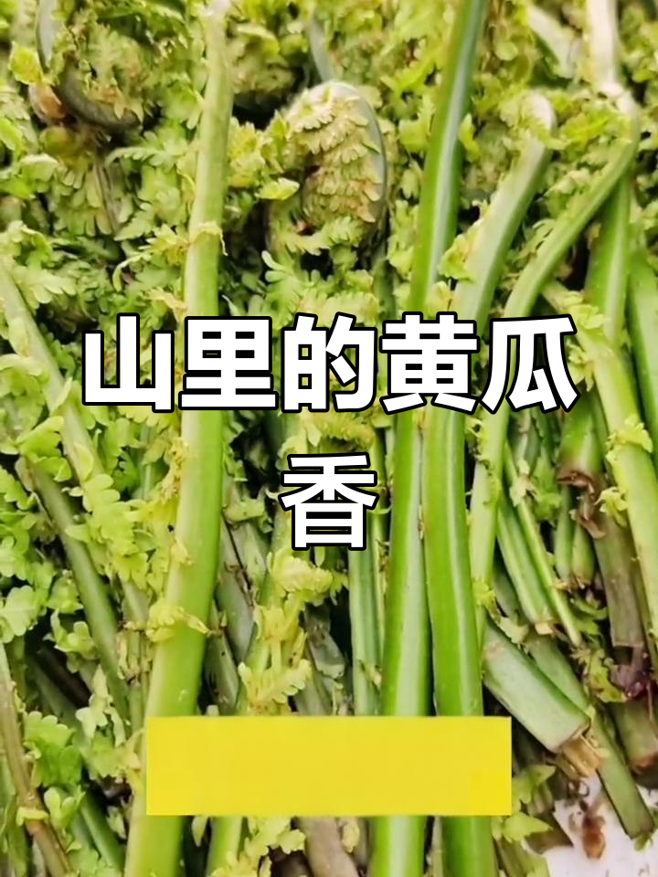 黄瓜香:山野菜中的嫩瓜味,凉拌包饺子都超美味
