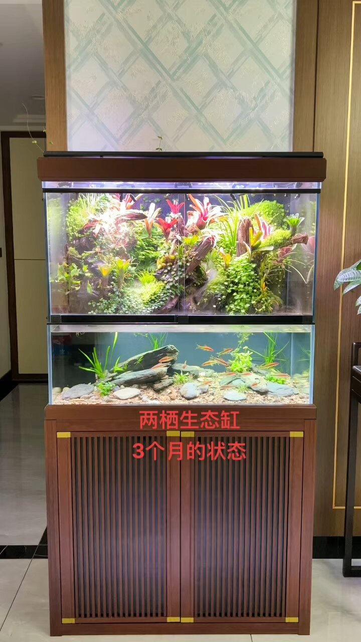 底滤水族箱造景