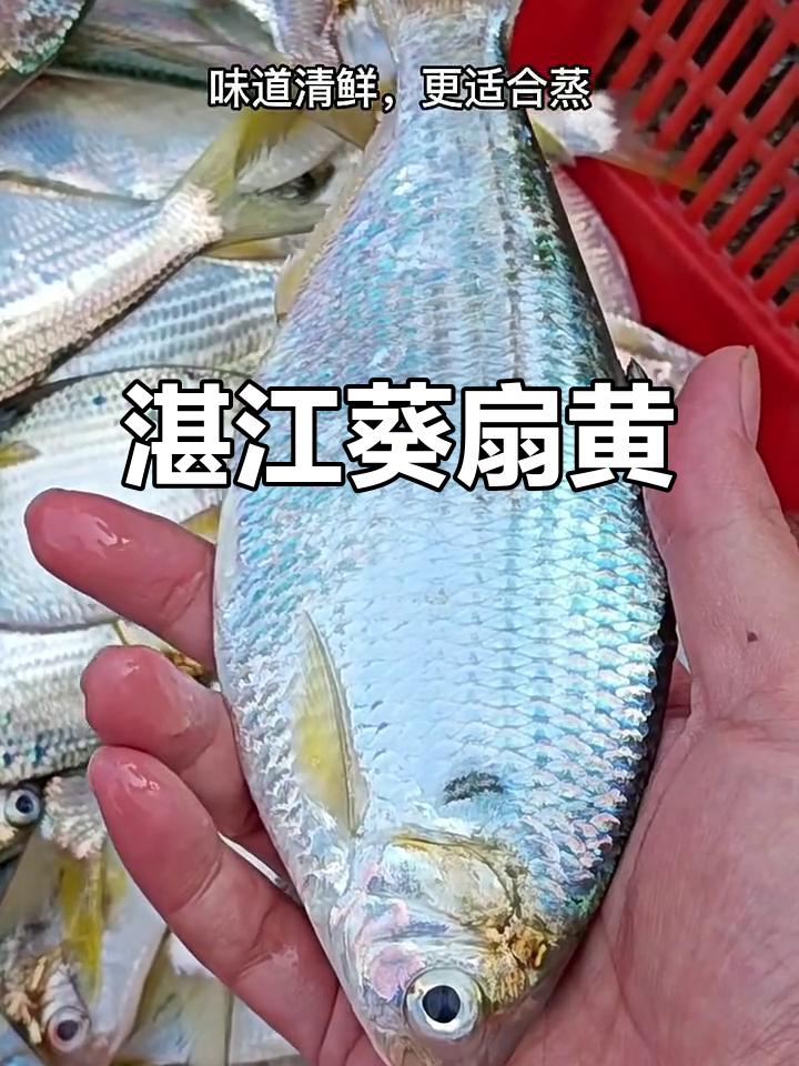 2025年1月湛江葵扇黄:扁宽嫩滑海鱼