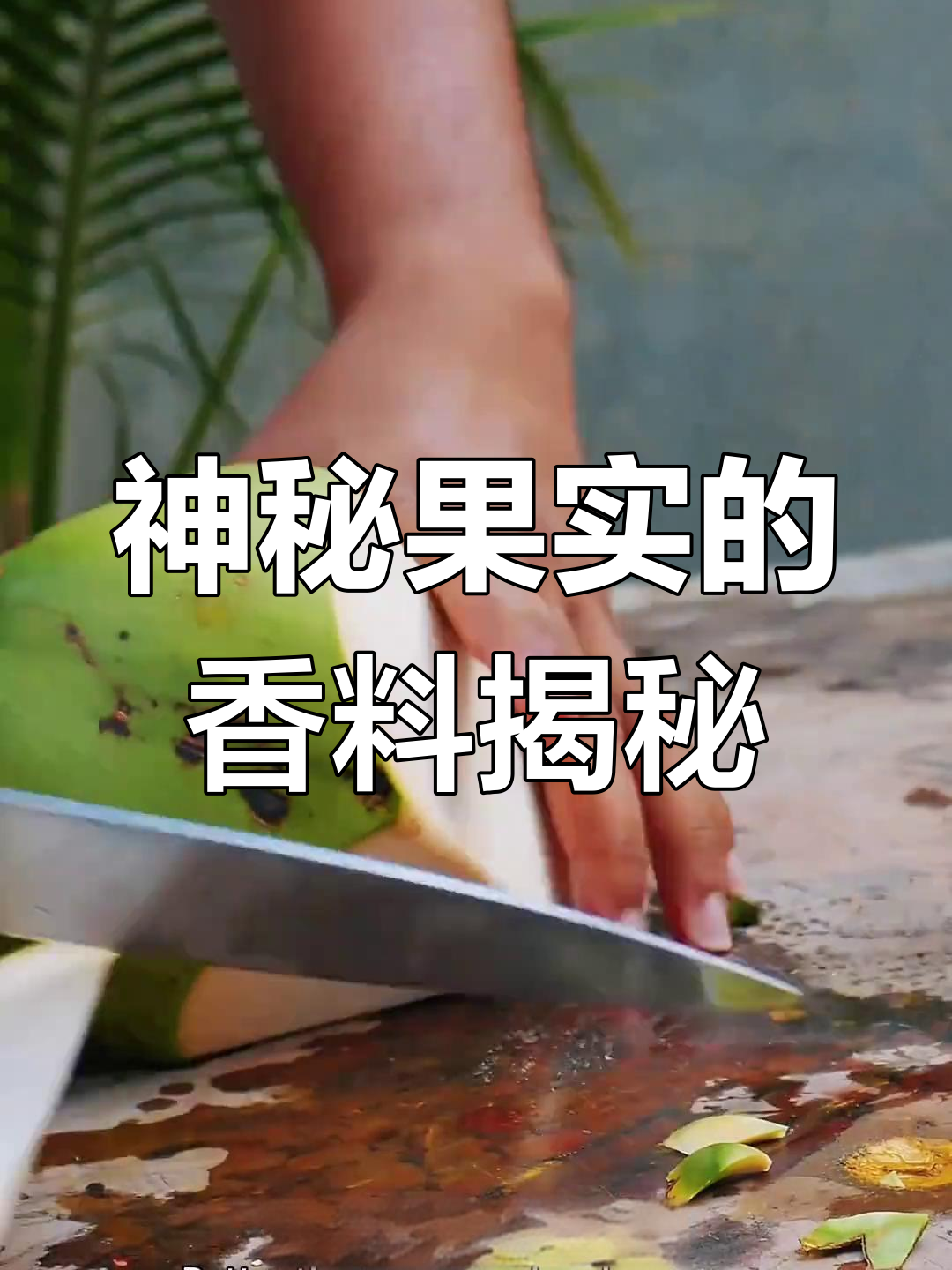 虎尾叶果实与肉桂树的秘密,香气扑鼻的独特植物