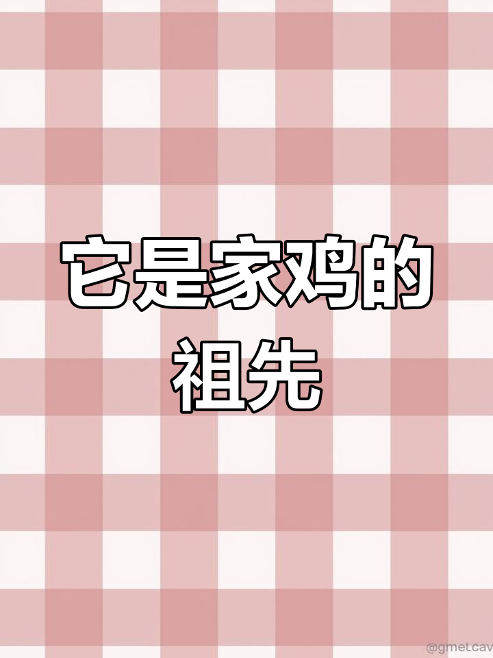 红猿鸡:家鸡的祖先,吃了可能坐牢!