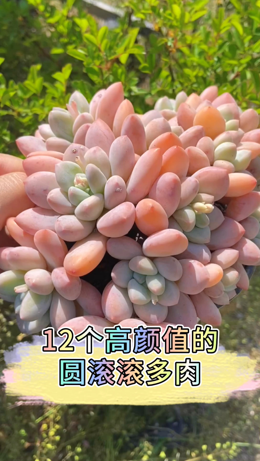 12种放心闭眼入的圆滚滚多肉