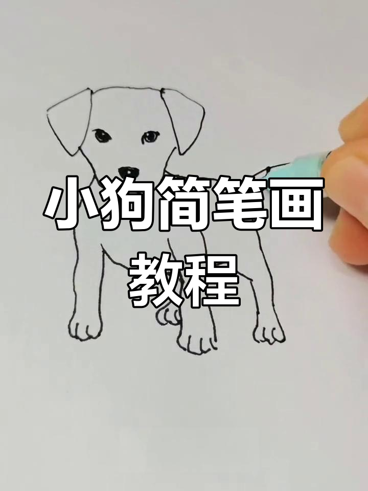 轻松学画小狗简笔画,涂色版教程