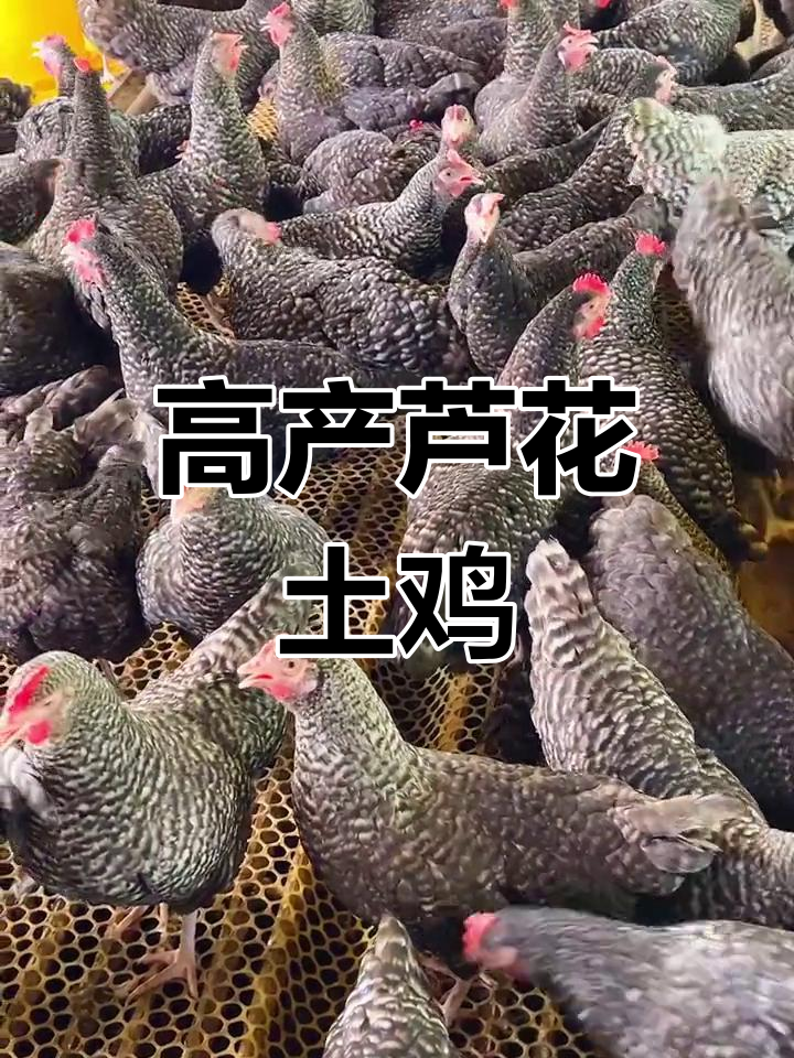 芦花鸡:公鸡肉质鲜嫩,母鸡高产蛋,年产量260枚