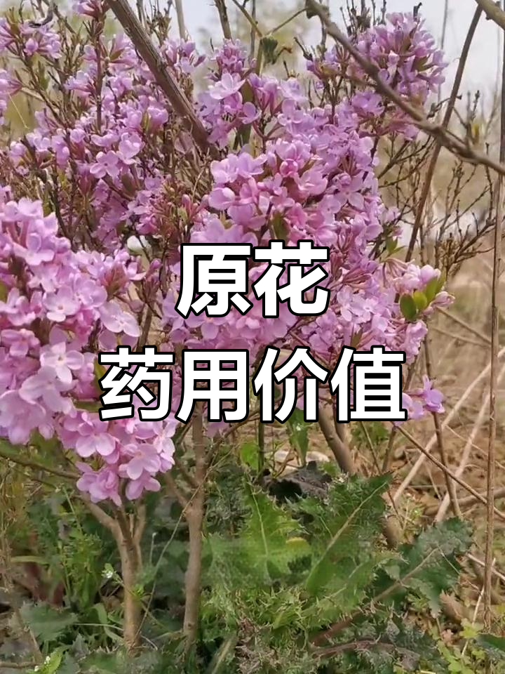 药鱼草:瑞香科落叶灌木的独特功效