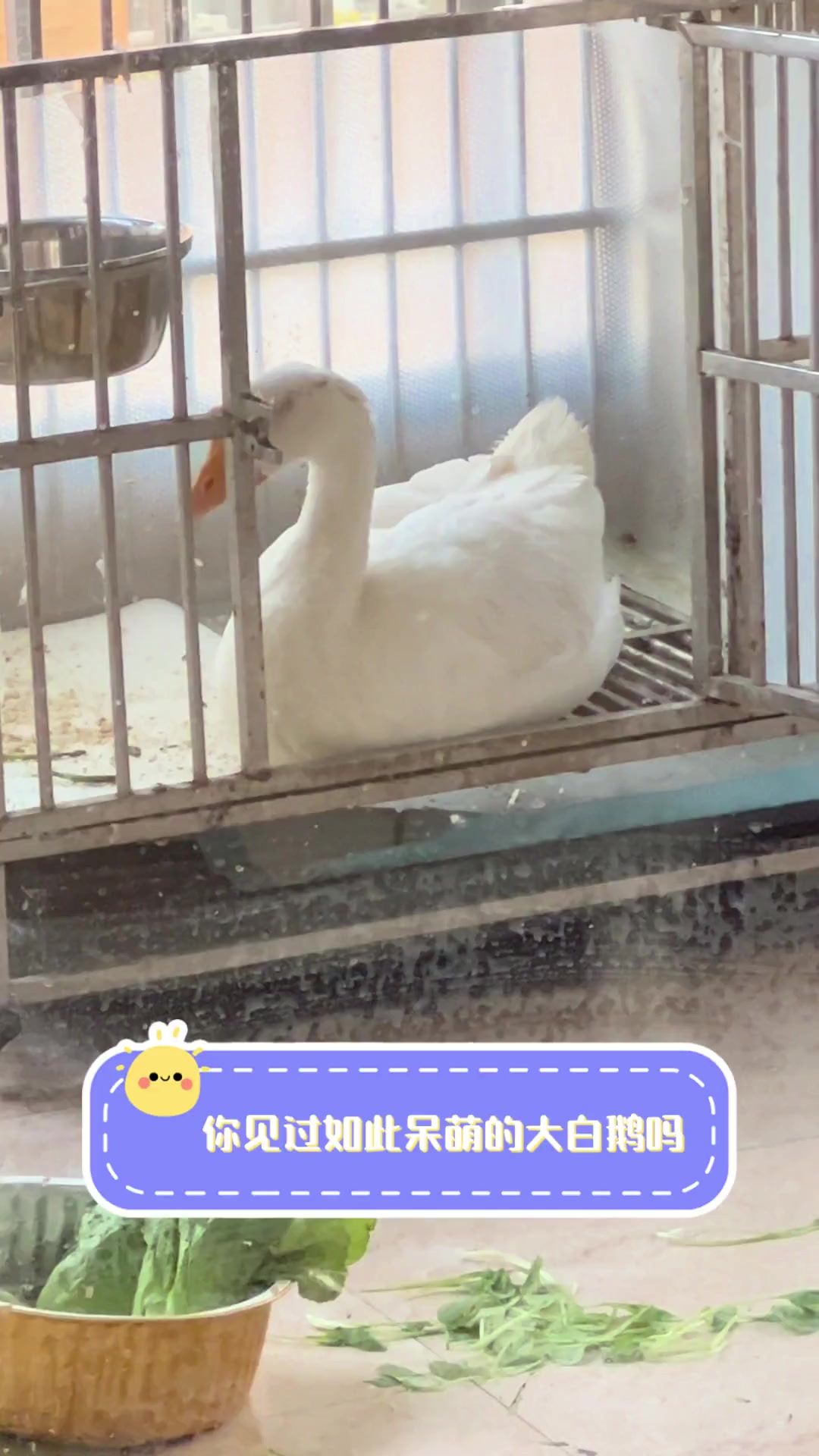 你见过如此呆萌的大白鹅吗