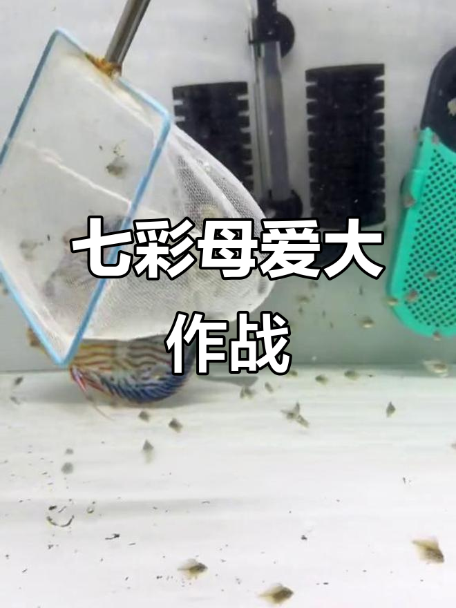 七彩神仙鱼妈妈带娃记:丰年虾喂食,小鱼苗独立成长