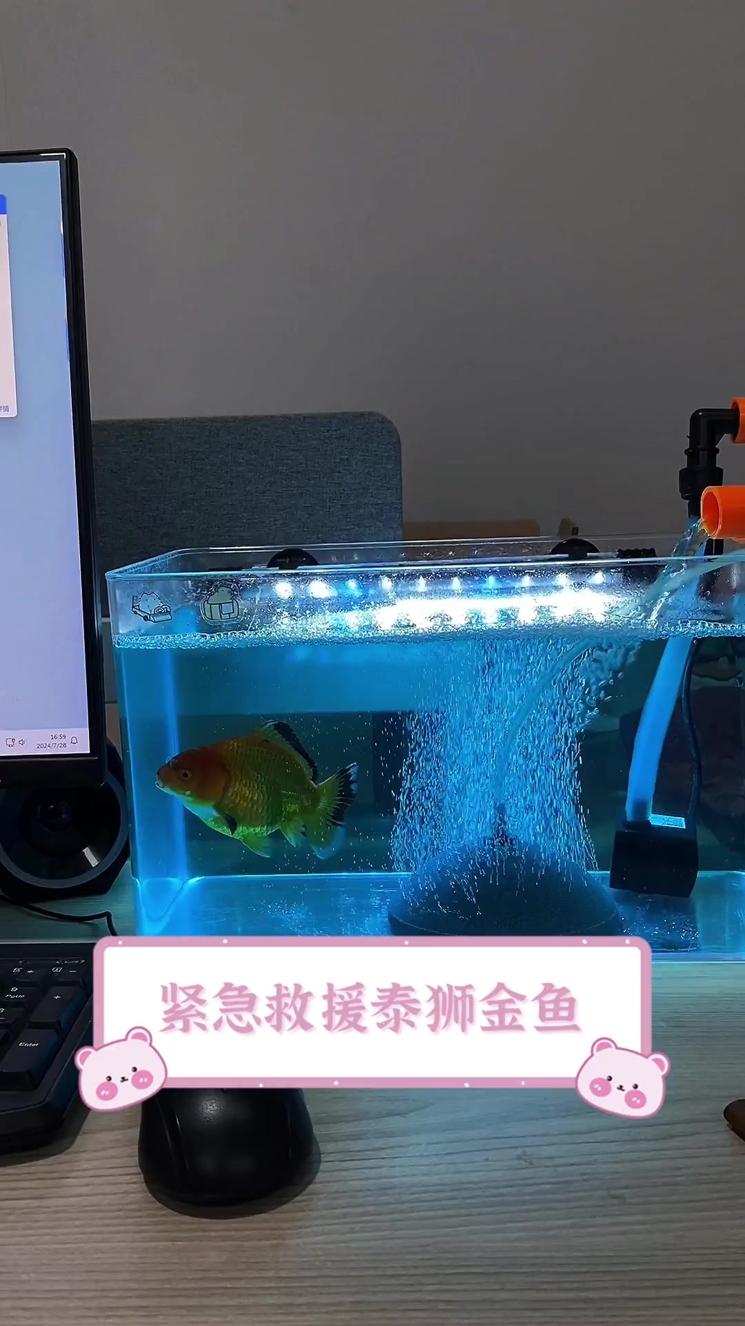 紧急救援泰狮金鱼