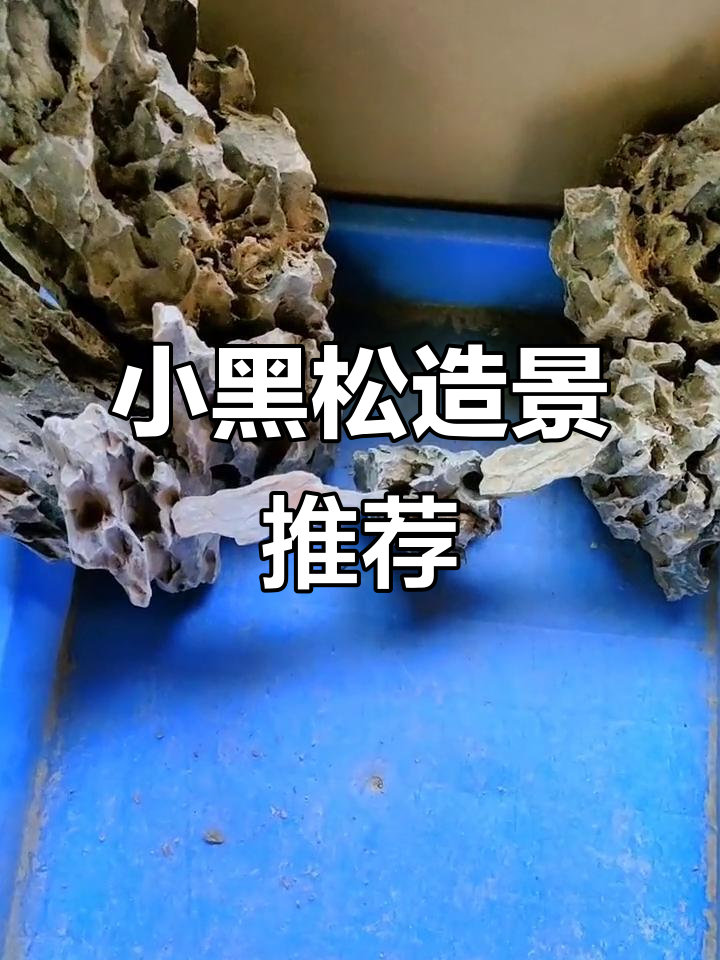 几十元的小黑松,放在鱼缸盆景里超有格调!