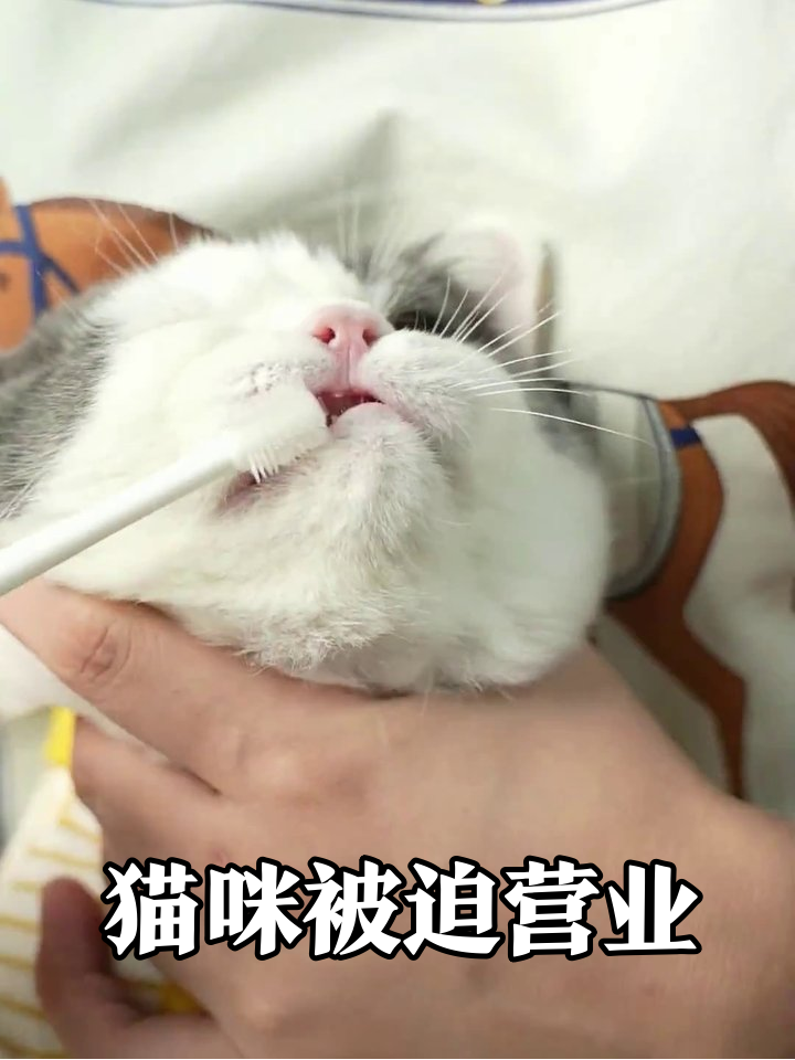 猫咪被迫营业洗脸刷牙,生无可恋表情笑翻