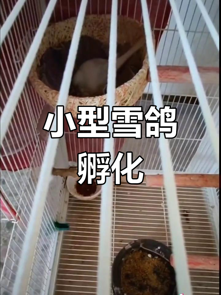 世界上最小的鸽子品种:雪鸽的繁殖与孵蛋过程