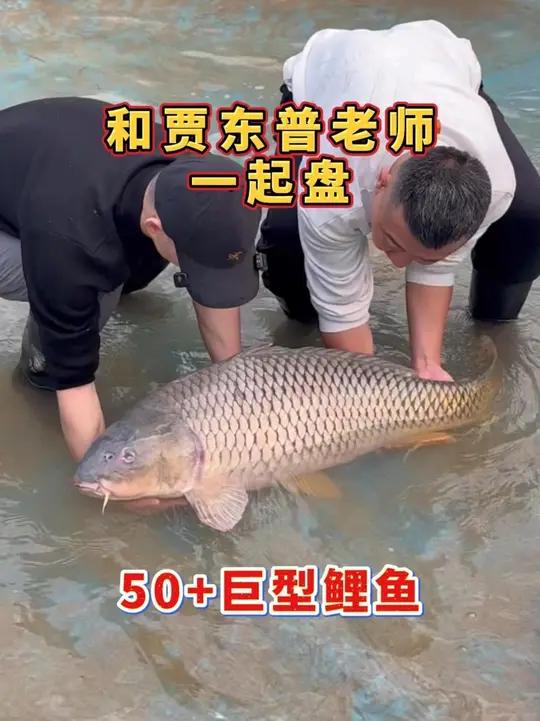 紧急叫停!驱车千里,只为从刀下抢回这条50多斤的巨型鲤鱼王!