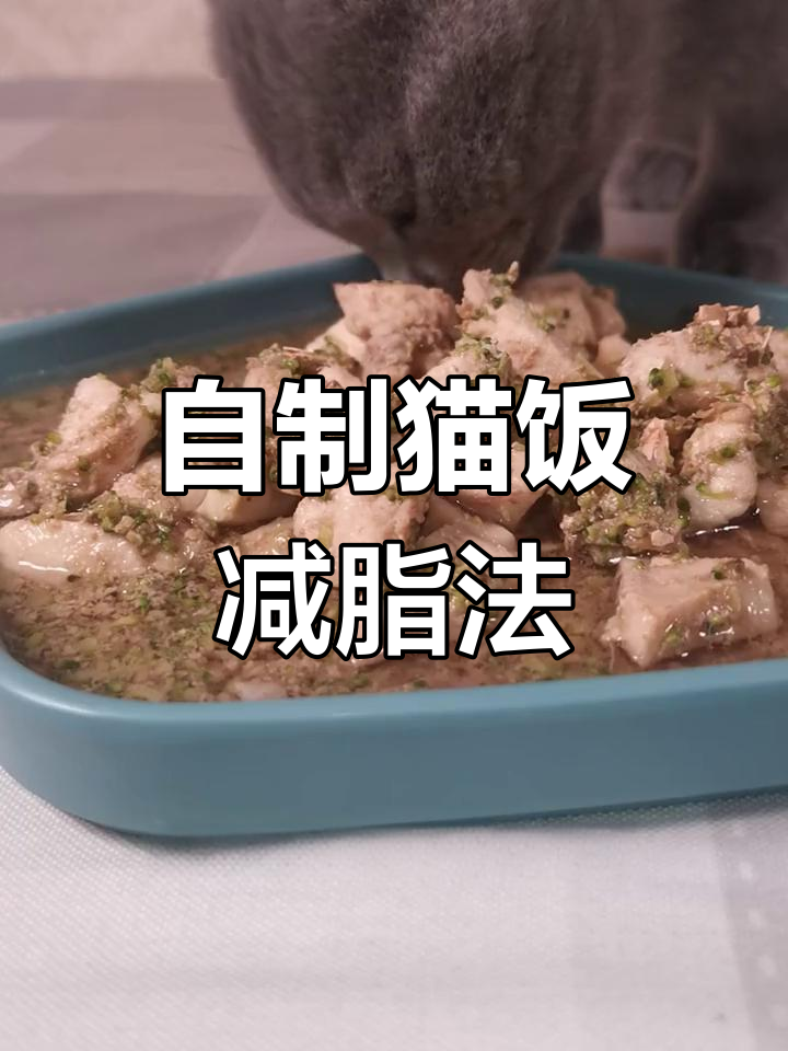 猫咪减肥食谱,轻松瘦身不靠运动