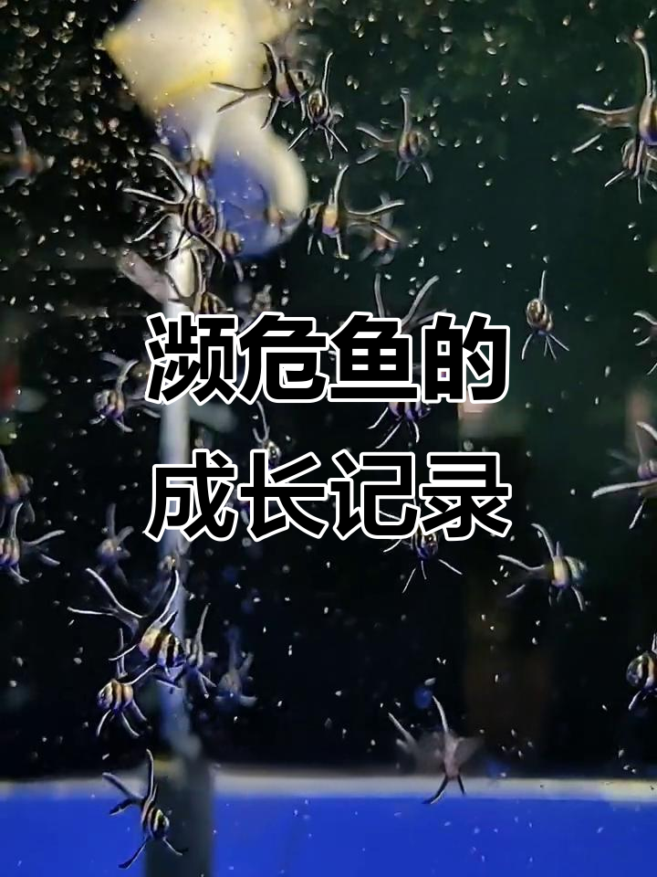 濒危鱼只的成长故事:从巴黎天使到繁殖之路