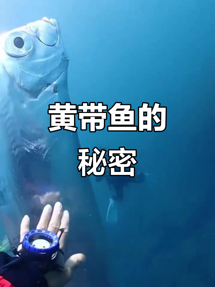 深海罕见黄带鱼，地震来临前的征兆？