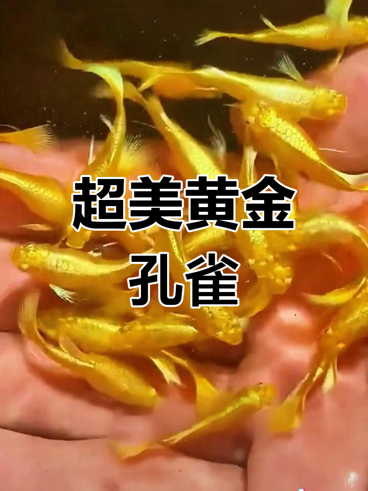 黄金孔雀鱼,闪耀水族箱